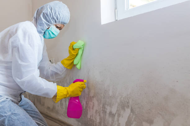 Best Environmental Consulting for Mold Prevention  in Lake Of The Woods, IL