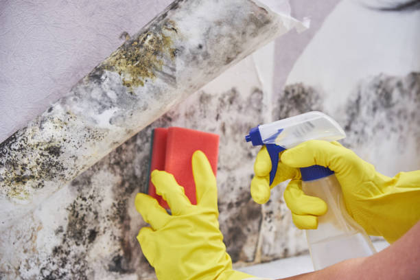 Best Industrial Mold Remediation  in Lake Of The Woods, IL